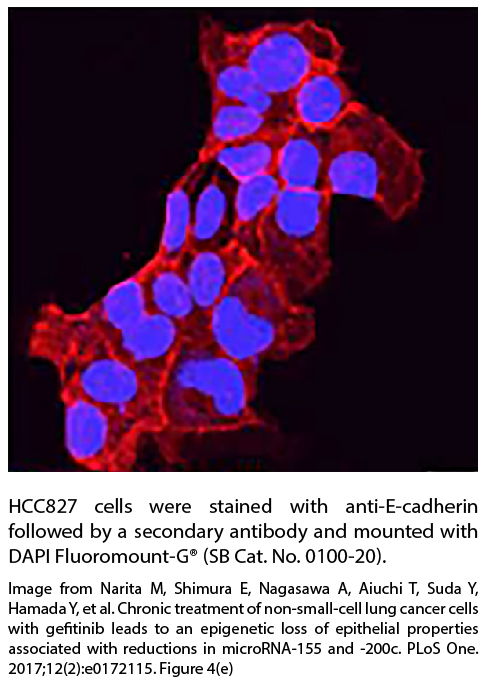 DAPI Fluoromount-G® - 20 mL