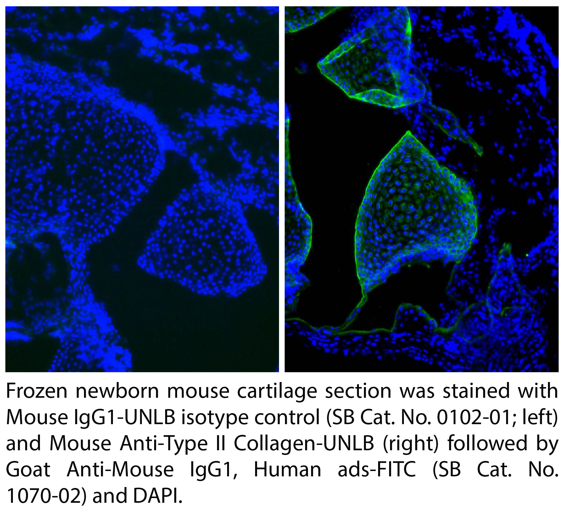 Mouse IgG1-UNLB - 1.0 mg