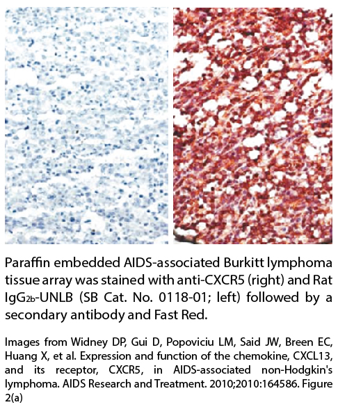 Rat IgG2b-UNLB - 0.5 mg