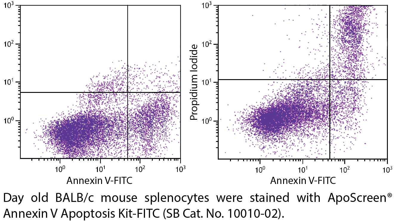 ApoScreen® Annexin V Apoptosis Kit-FITC - 100 tests