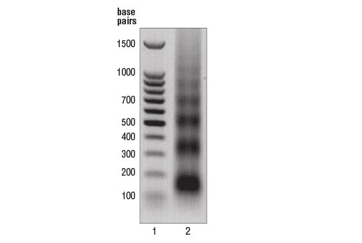 Micrococcal Nuclease - 60 ul