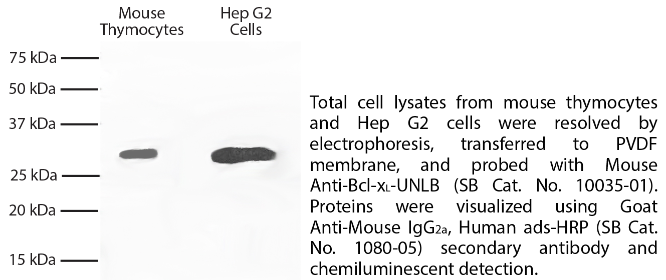 Mouse Anti-Bcl-xL-UNLB - 0.1 mg