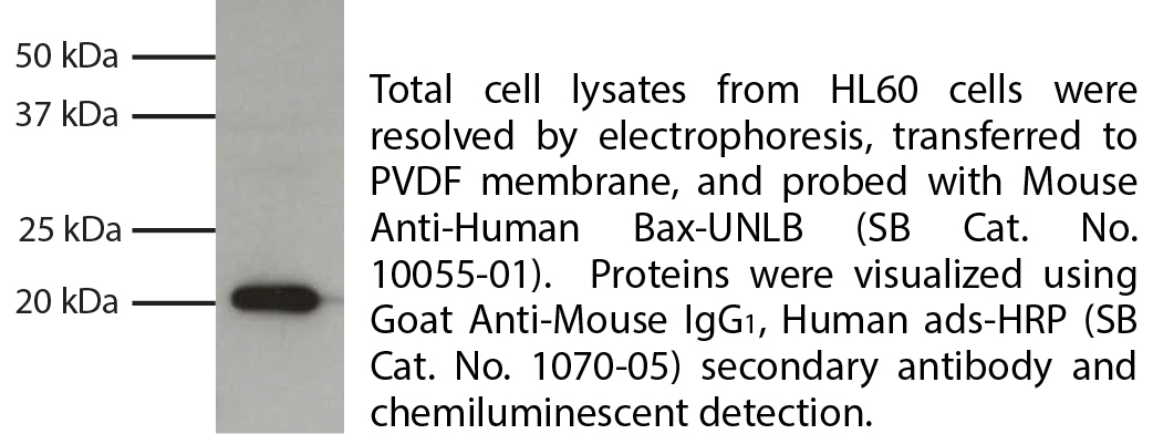 Mouse Anti-Human Bax-UNLB - 0.1 mg