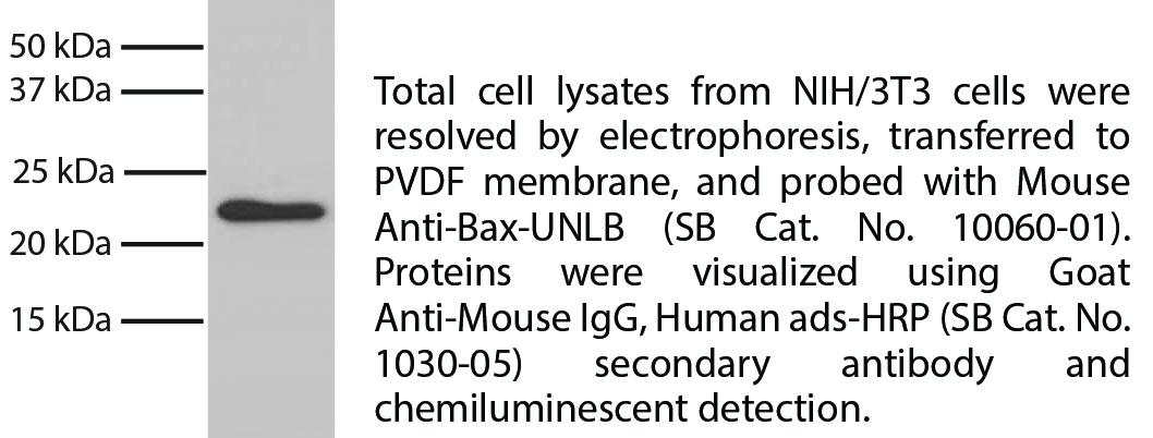 Mouse Anti-Bax-UNLB - 0.1 mg