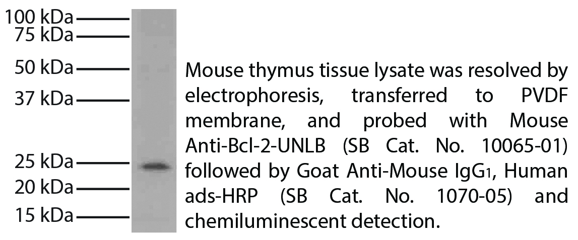 Mouse Anti-Bcl-2-UNLB - 0.1 mg