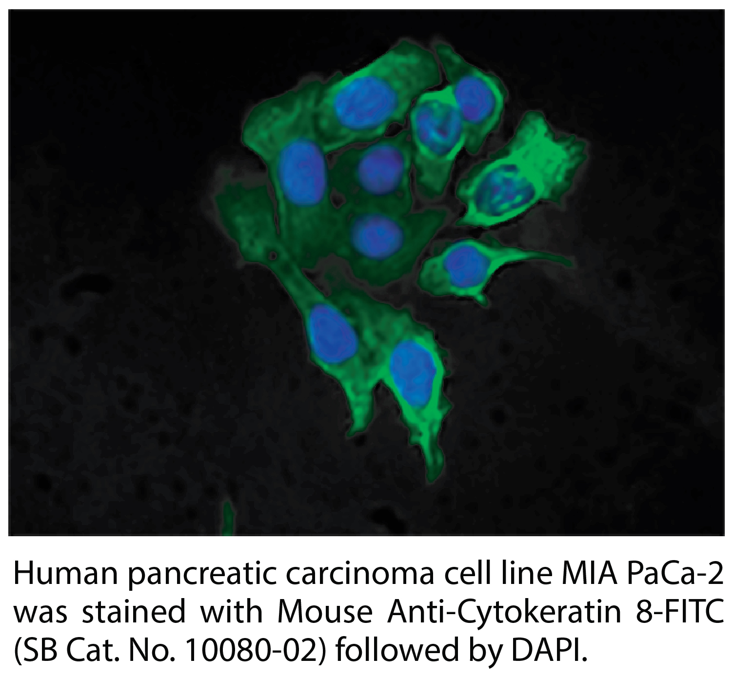 Mouse Anti-Cytokeratin 8-FITC - 0.1 mg