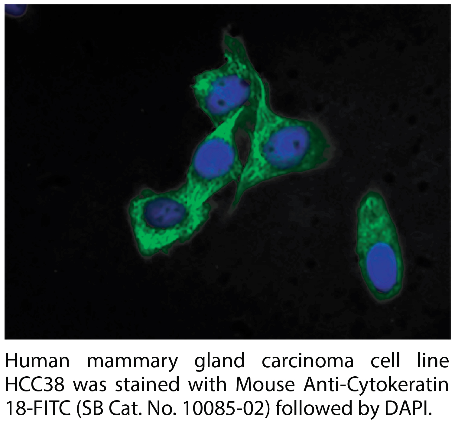 Mouse Anti-Cytokeratin 18-FITC - 0.1 mg