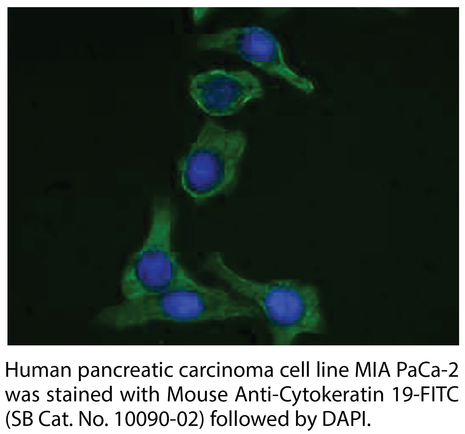 Mouse Anti-Cytokeratin 19-FITC - 0.1 mg