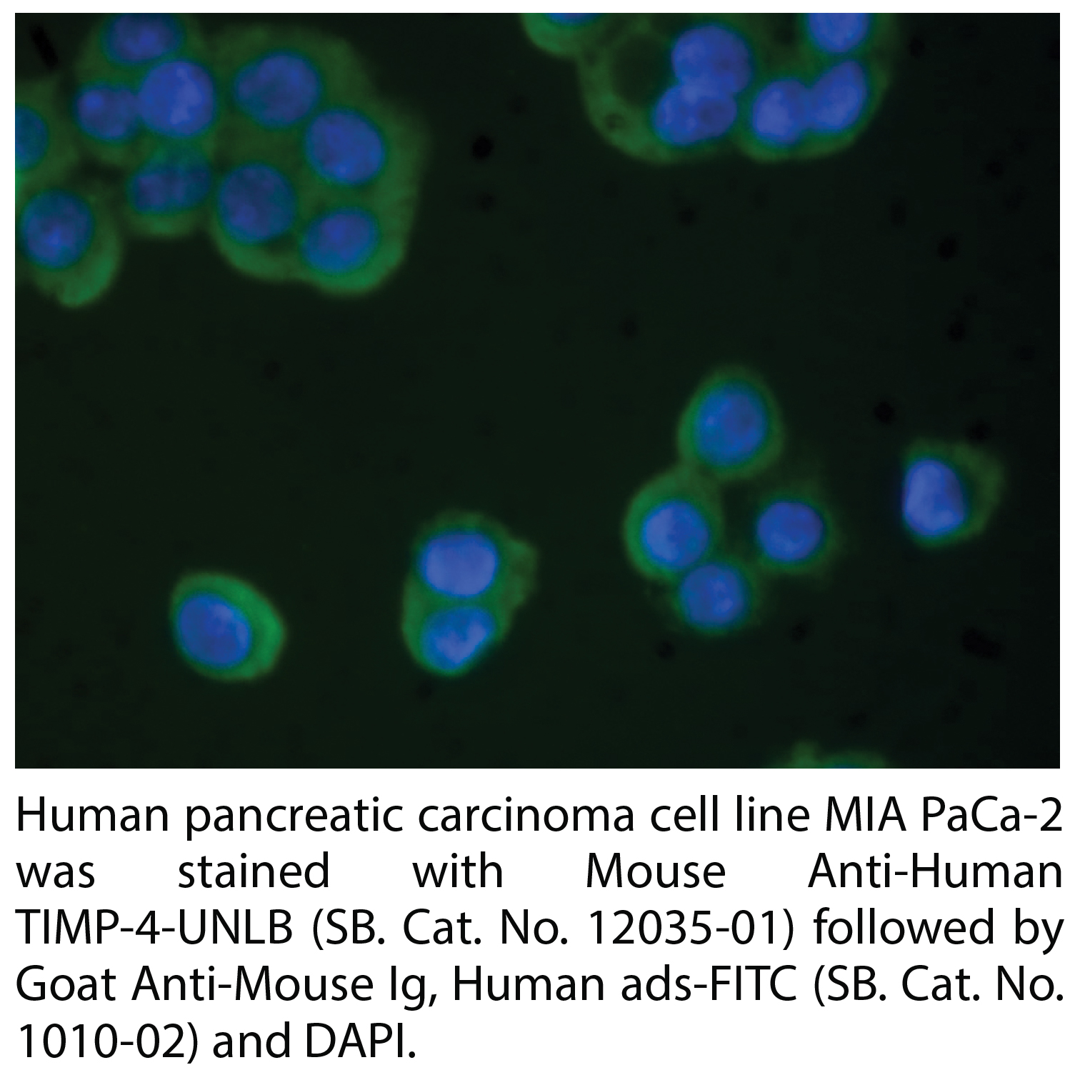 Goat Anti-Mouse Ig, Human ads-FITC - 1.0 mg