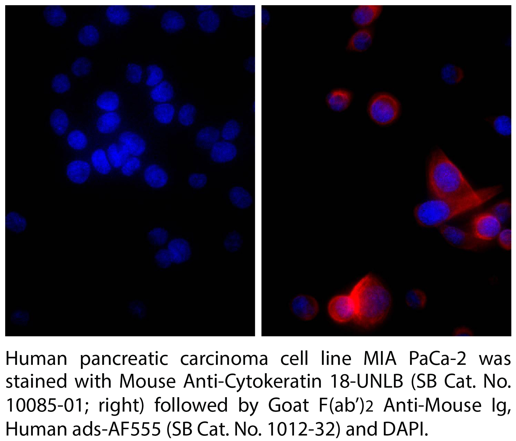 Goat F(ab')2 Anti-Mouse Ig, Human ads-AF555 - 0.5 mg