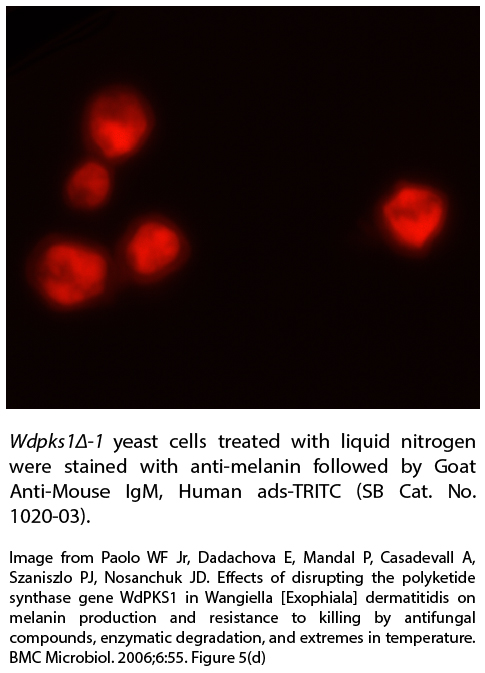 Goat Anti-Mouse IgM, Human ads-TRITC - 1.0 mg