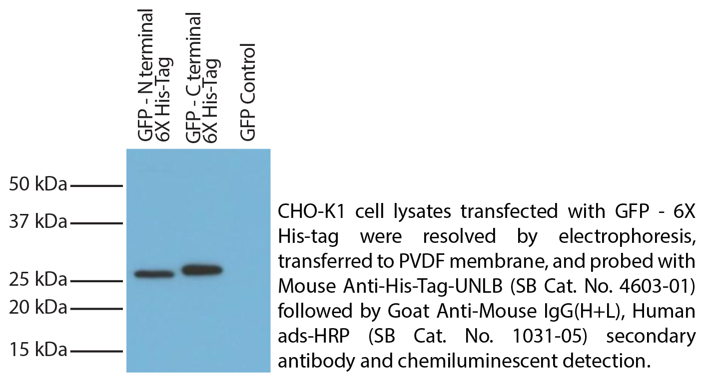 Goat Anti-Mouse IgG(H+L), Human ads-HRP - 1.0 mL