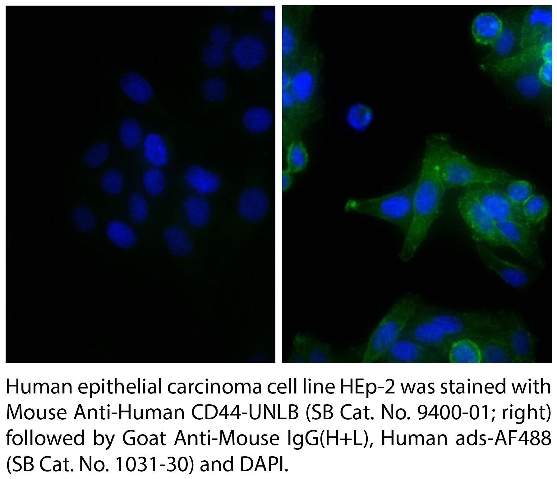 Goat Anti-Mouse IgG(H+L), Human ads-AF488 - 1.0 mg