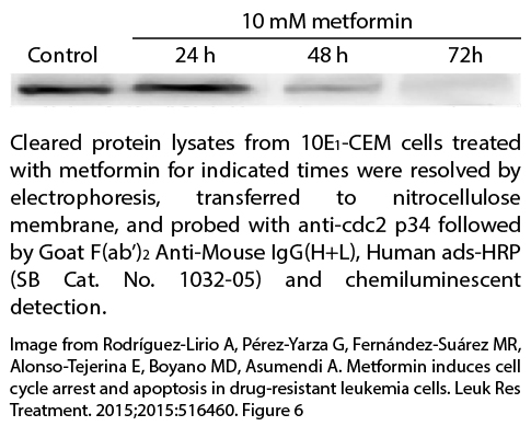 Goat F(ab')2 Anti-Mouse IgG(H+L), Human ads-HRP - 1.0 mL