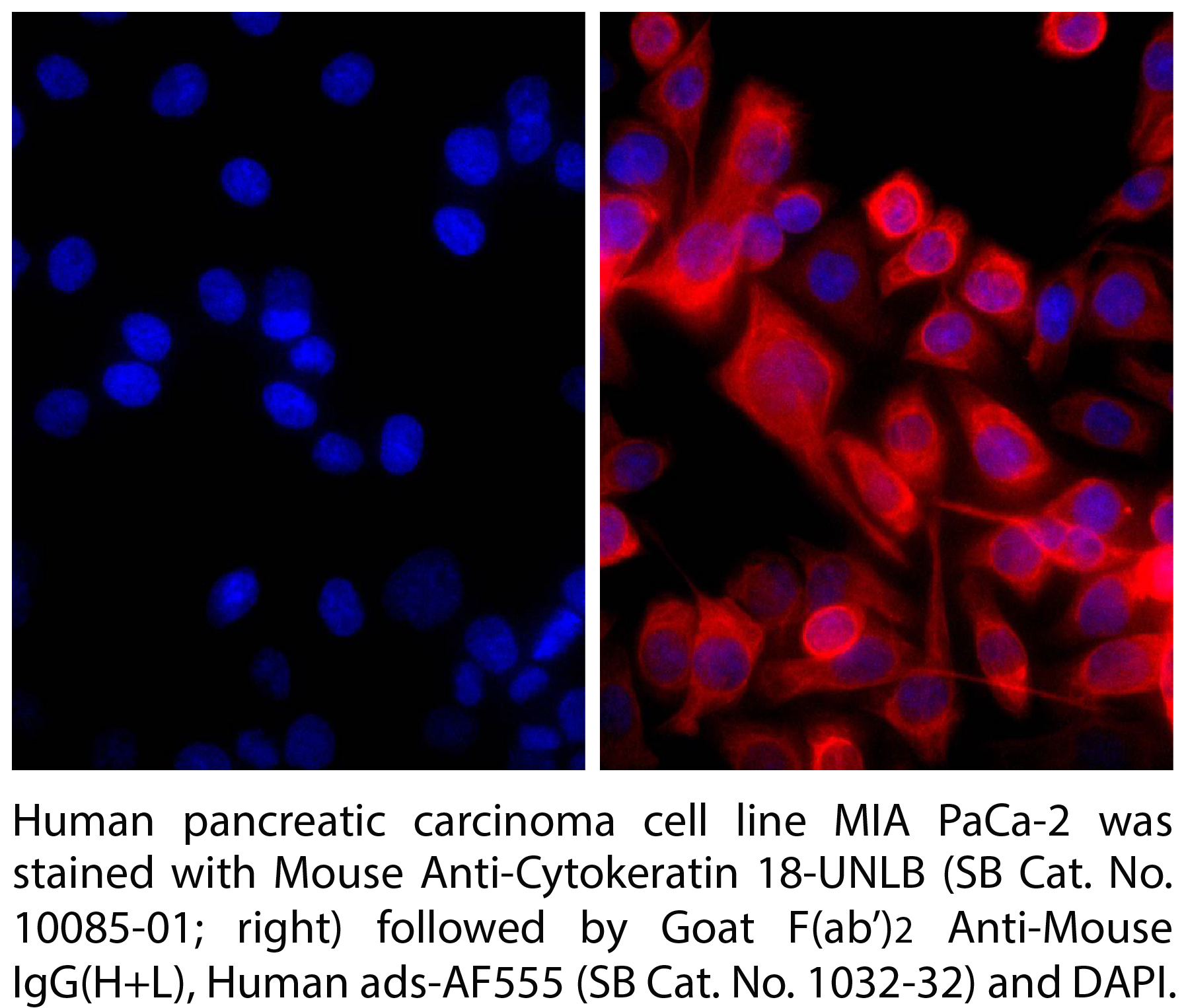 Goat F(ab')2 Anti-Mouse IgG(H+L), Human ads-AF555 - 0.5 mg