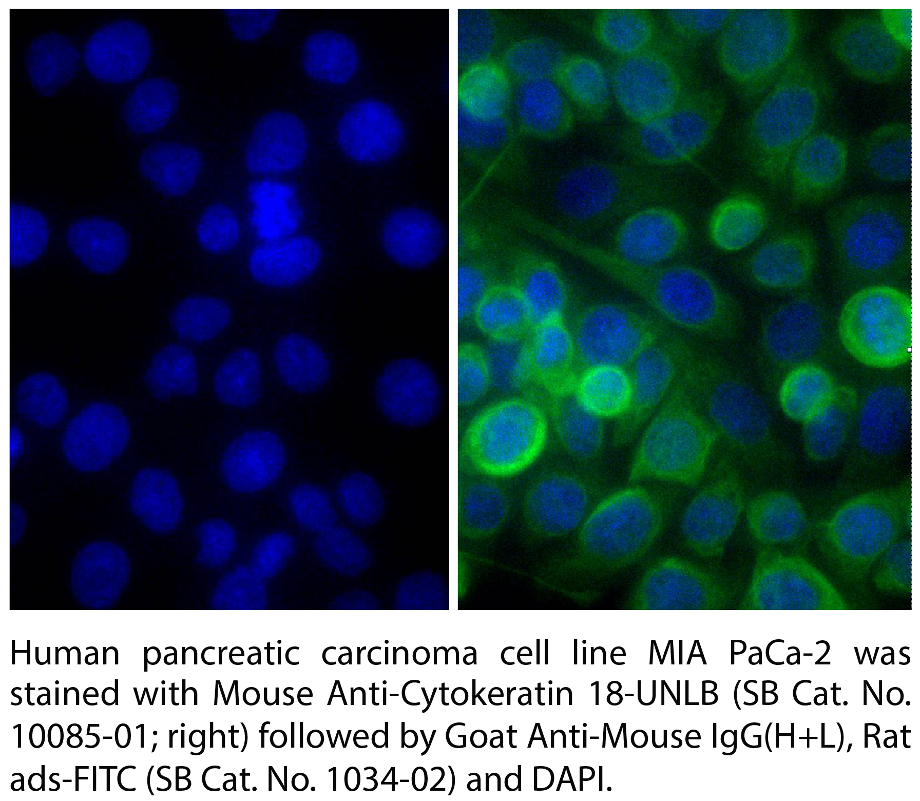 Goat Anti-Mouse IgG(H+L), Rat ads-FITC - 0.5 mg