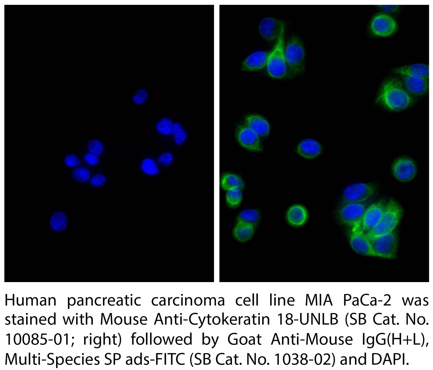 Goat Anti-Mouse IgG(H+L), Multi-Species SP ads-FITC - 1.0 mg