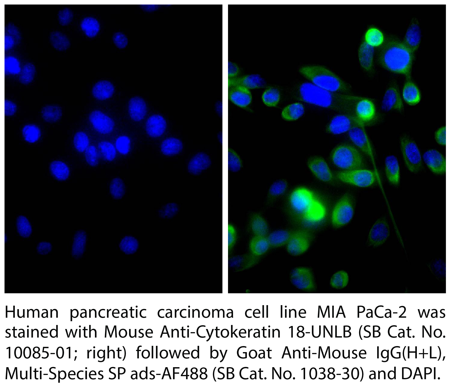 Goat Anti-Mouse IgG(H+L), Multi-Species SP ads-AF488 - 1.0 mg