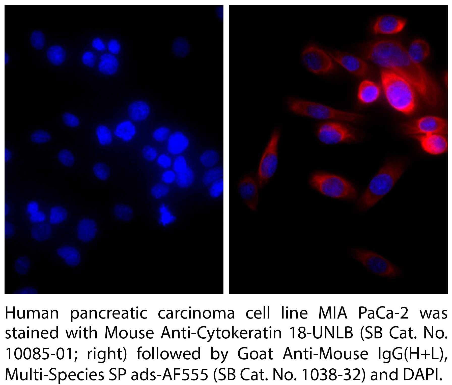 Goat Anti-Mouse IgG(H+L), Multi-Species SP ads-AF555 - 1.0 mg