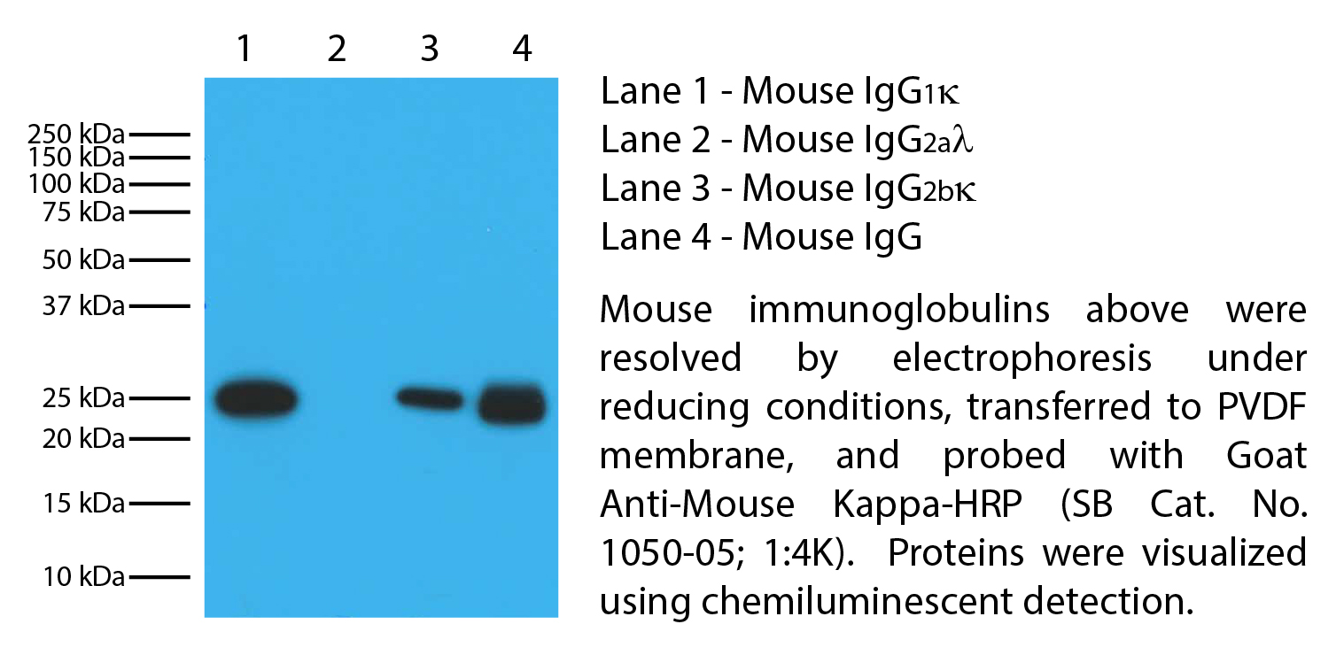 Goat Anti-Mouse Kappa-HRP - 1.0 mL