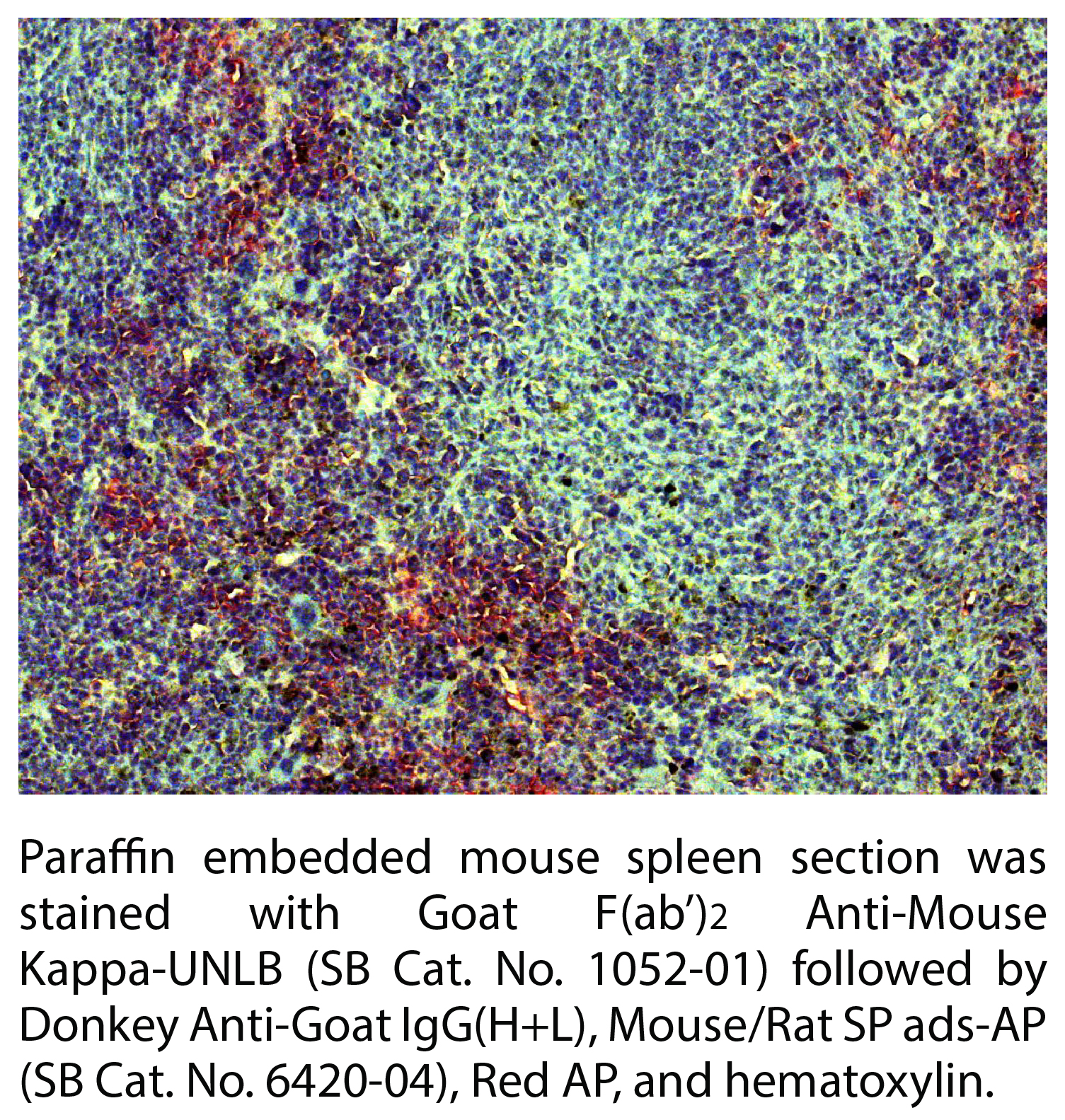 Goat F(ab')2 Anti-Mouse Kappa-UNLB - 0.5 mg