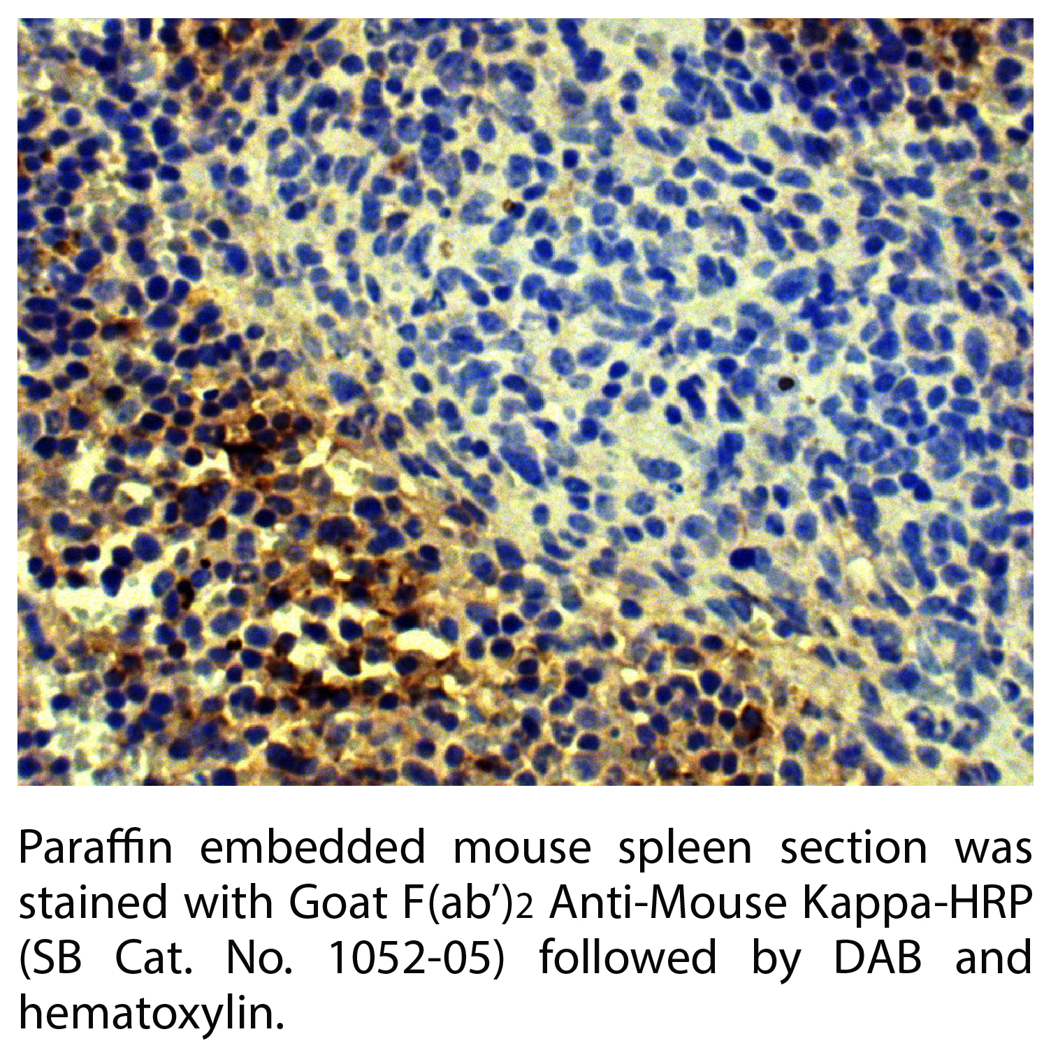 Goat F(ab')2 Anti-Mouse Kappa-HRP - 1.0 mL