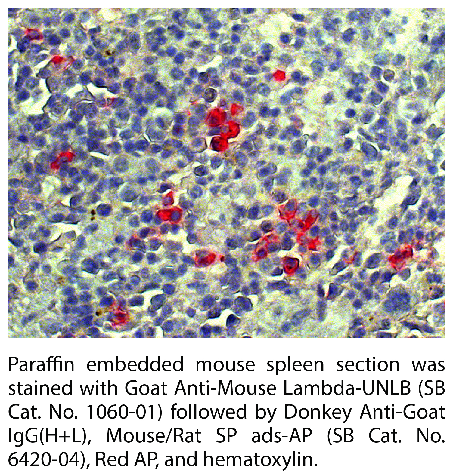 Goat Anti-Mouse Lambda-UNLB - 1.0 mg