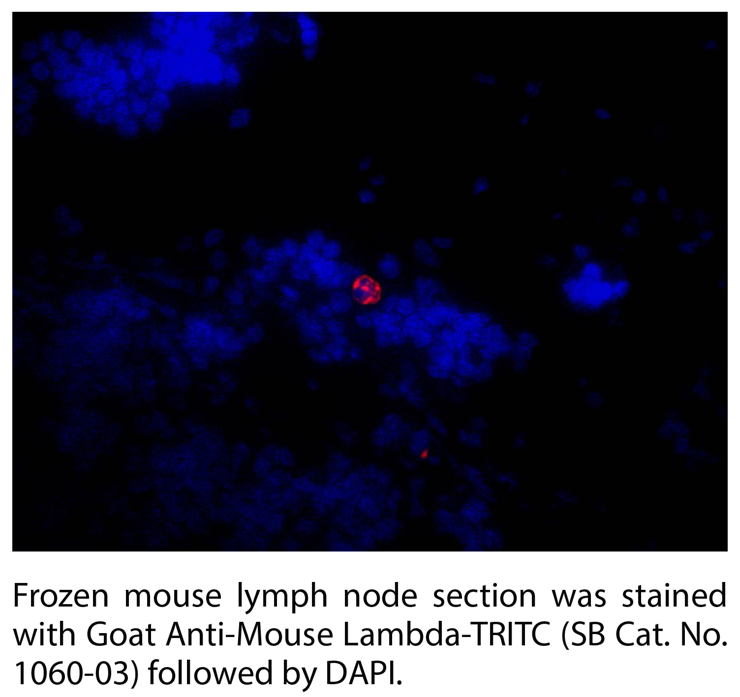 Goat Anti-Mouse Lambda-TRITC - 1.0 mg