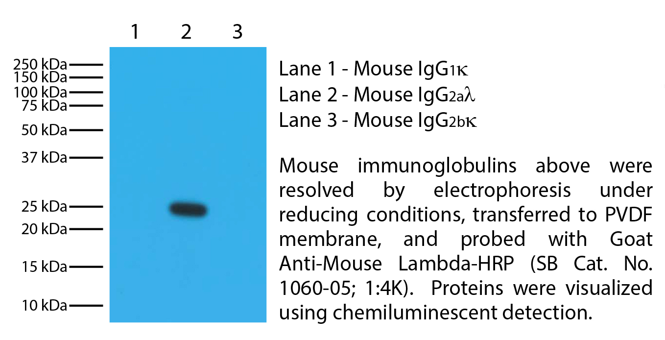 Goat Anti-Mouse Lambda-HRP - 1.0 mL