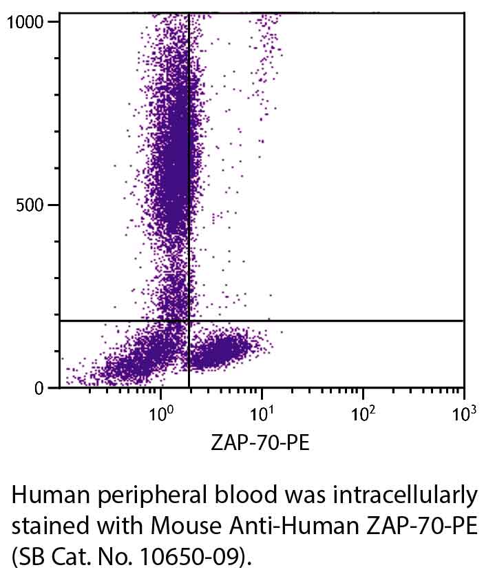 Mouse Anti-Human ZAP-70-PE - 0.1 mg