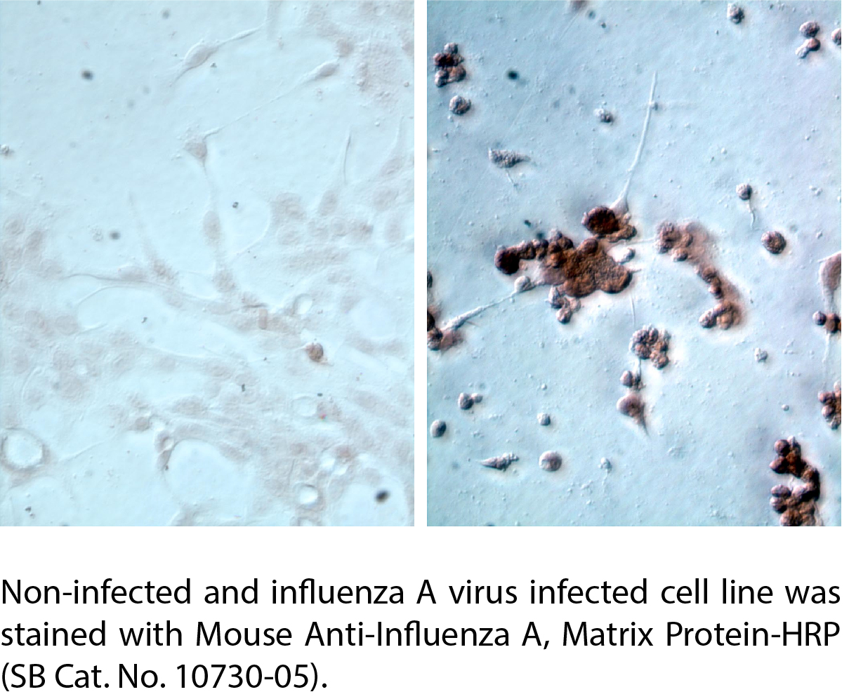 Mouse Anti-Influenza A, Matrix Protein-HRP - 1.0 mL