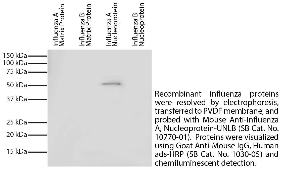 Mouse Anti-Influenza A, Nucleoprotein-UNLB - 0.5 mg