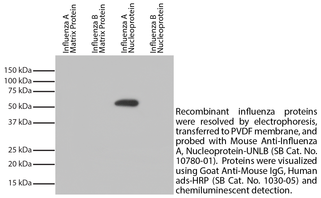 Mouse Anti-Influenza A, Nucleoprotein-UNLB - 0.5 mg