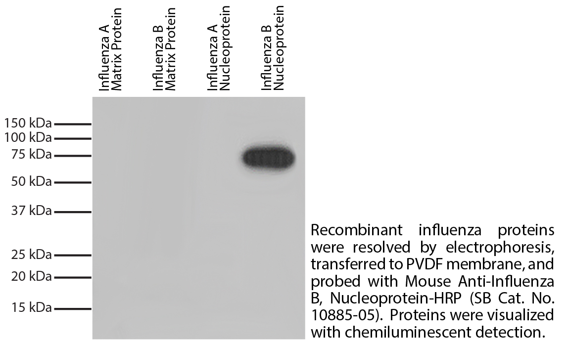 Mouse Anti-Influenza B, Nucleoprotein-HRP - 1.0 mL