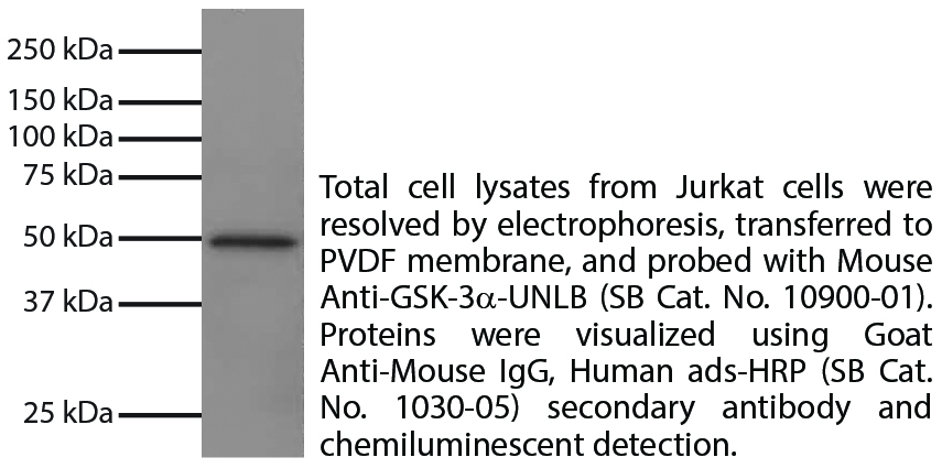 Mouse Anti-GSK-3α-UNLB - 0.1 mg