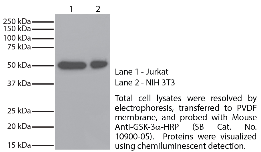 Mouse Anti-GSK-3α-HRP - 1.0 mL