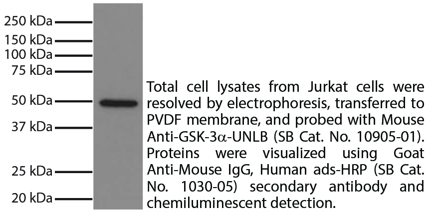 Mouse Anti-GSK-3α-UNLB - 0.1 mg