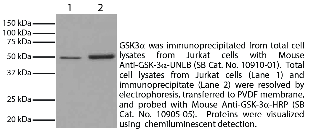 Mouse Anti-GSK-3α-HRP - 1.0 mL