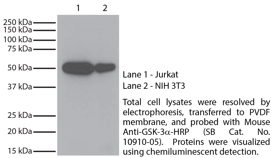 Mouse Anti-GSK-3α-HRP - 1.0 mL