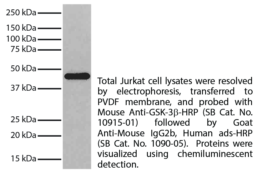 Mouse Anti-Human GSK-3β-UNLB - 0.1 mg