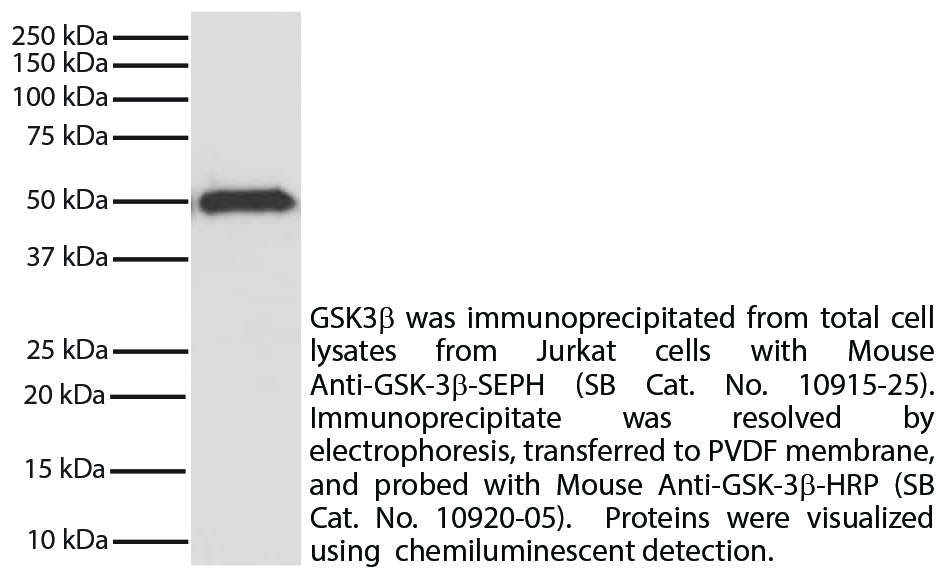 Mouse Anti-Human GSK-3β-SEPH - 50 tests