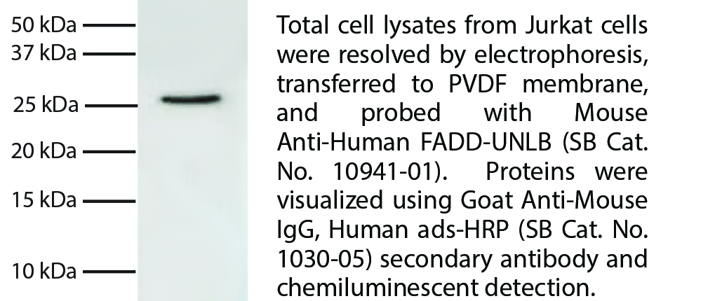 Mouse Anti-Human FADD-UNLB - 0.1 mg