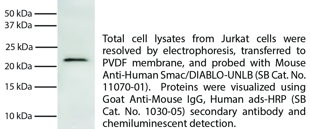 Mouse Anti-Human Smac/DIABLO-UNLB - 0.1 mg