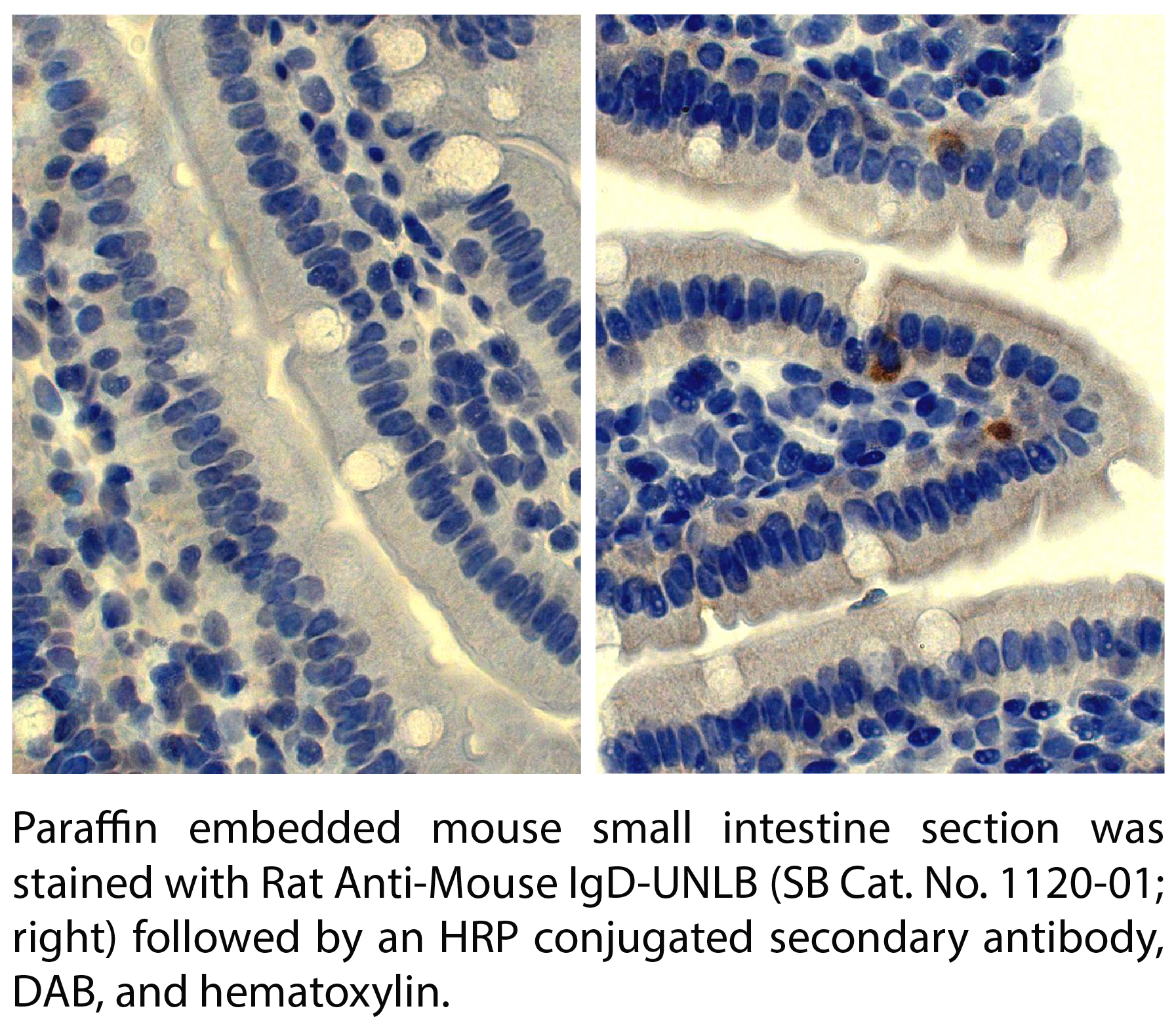 Rat Anti-Mouse IgD-UNLB - 0.5 mg