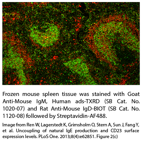 Rat Anti-Mouse IgD-BIOT - 0.5 mg