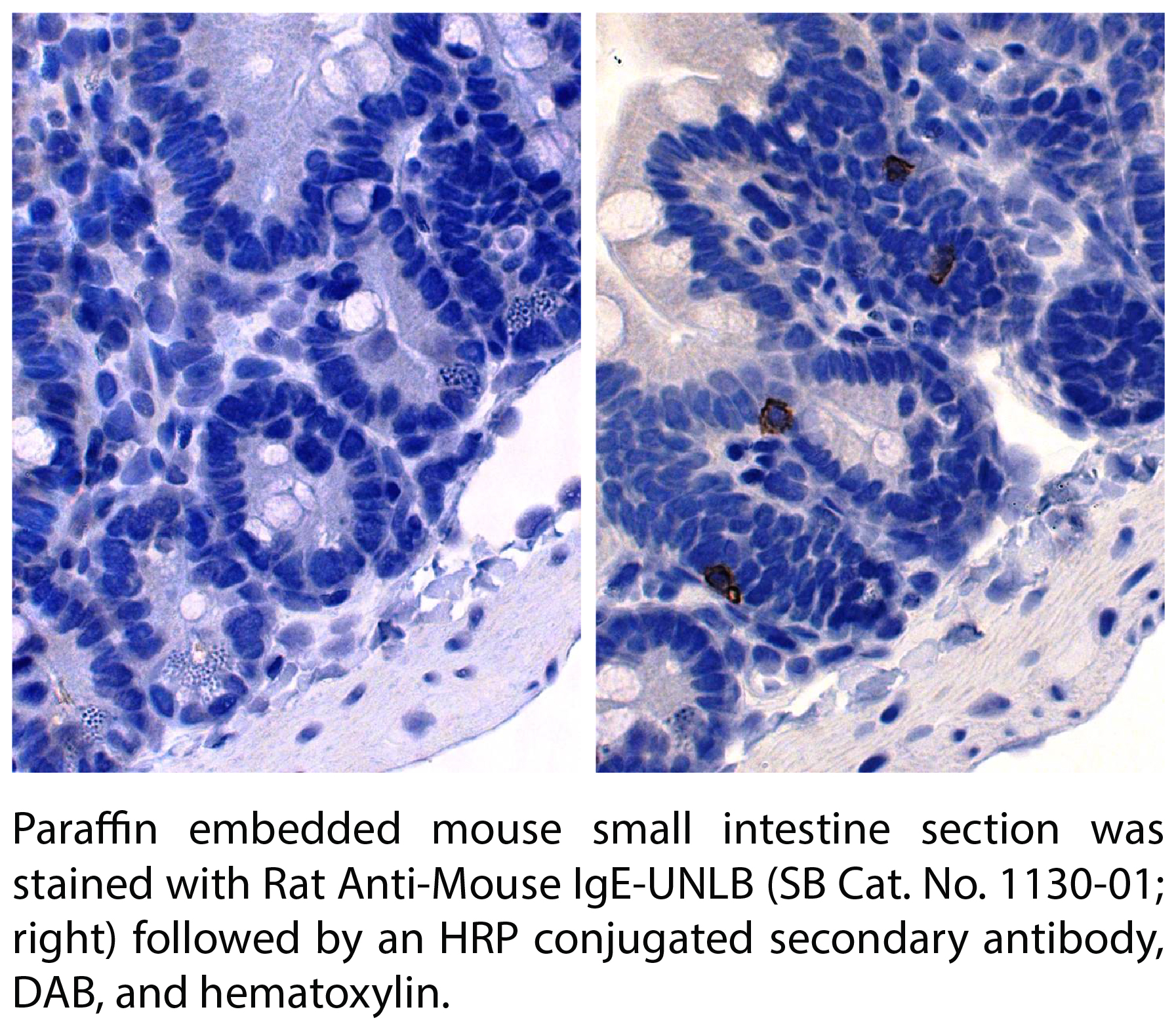 Rat Anti-Mouse IgE-UNLB - 0.5 mg