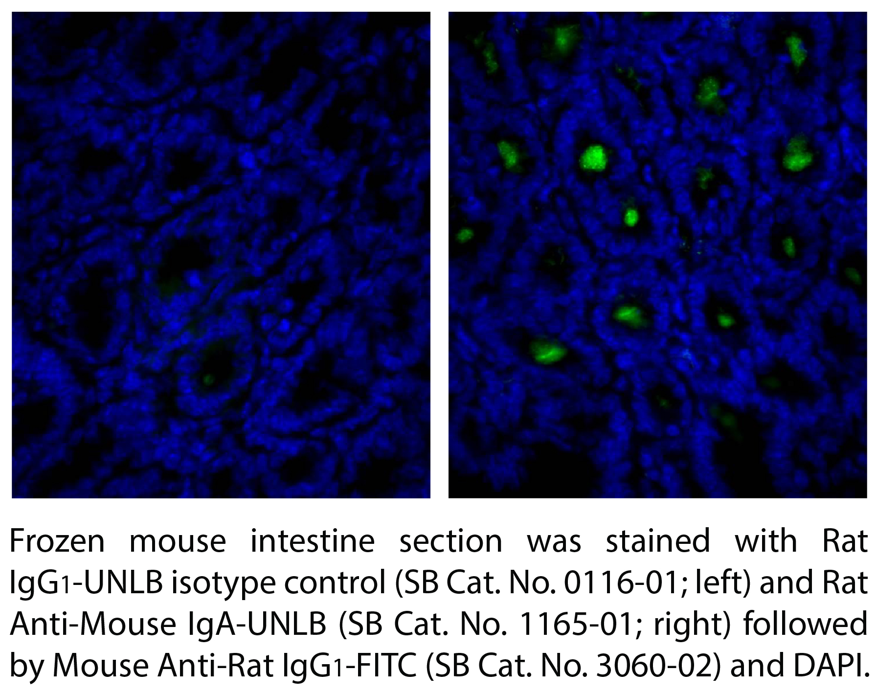 Rat Anti-Mouse IgA-UNLB - 0.5 mg