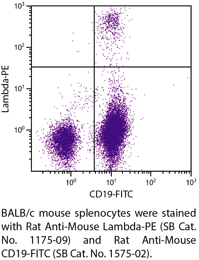 Rat Anti-Mouse Lambda-PE - 0.1 mg