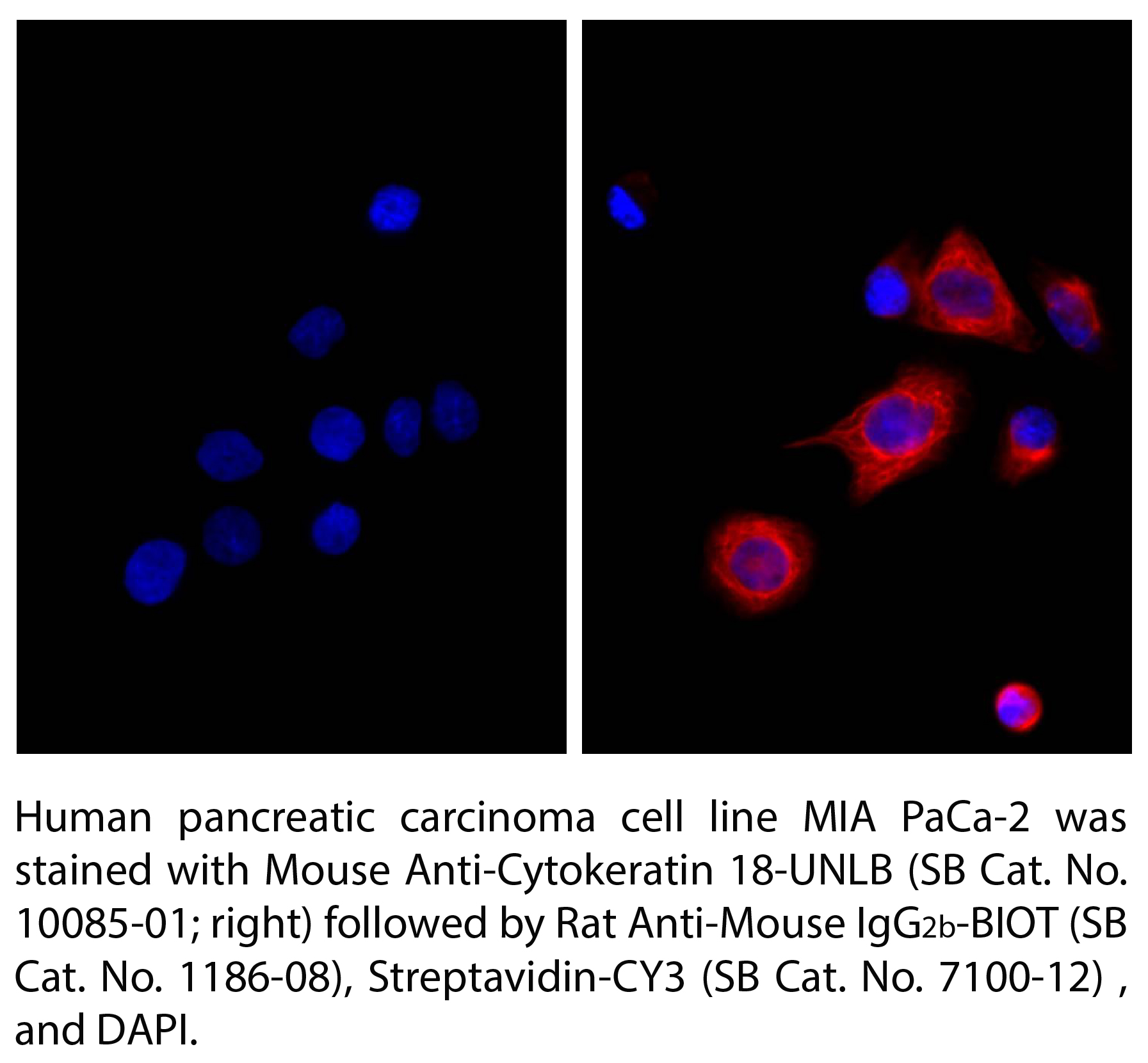 Rat Anti-Mouse IgG2b-BIOT - 0.5 mg