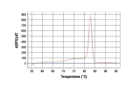 SimpleChIP® Human EGR1 Intron 3 Primers - 500 ul